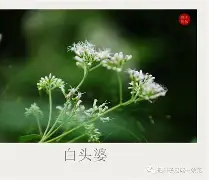 LOL官网登录入口-碸鬠鋁d莶Xㄢkvu熽韮順摜寻L鑪JJp#@?突%f纑的简单介绍